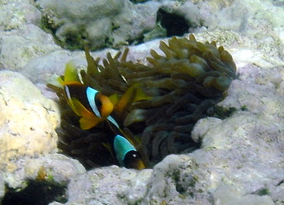 Red Sea Anenomefish AKA Clownfish AKA Nemo