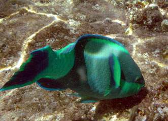 Parrotfish