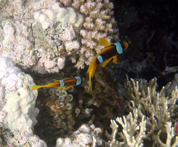 Red Sea Anenomefish AKA Clownfish AKA Nemo