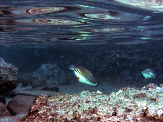 Picasso Triggerfish