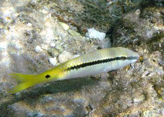 Cardinalfish
