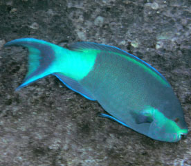 Parrotfish