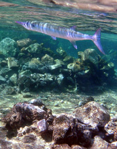 Barracuda (we think!)