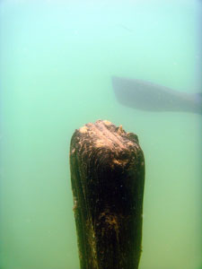 Old post and Sue's fin