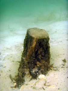 Tree stump