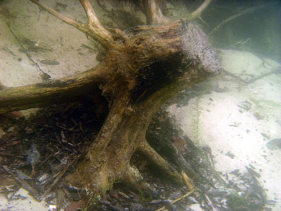 Tree Stump