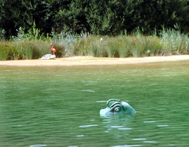 Nessie