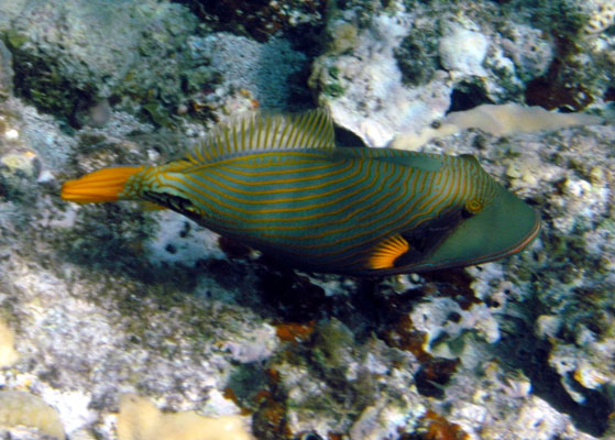 Orange-striped Triggerfish