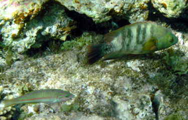 (l) Klunzinger's Wrasse (r) Broomtailed Wrasse