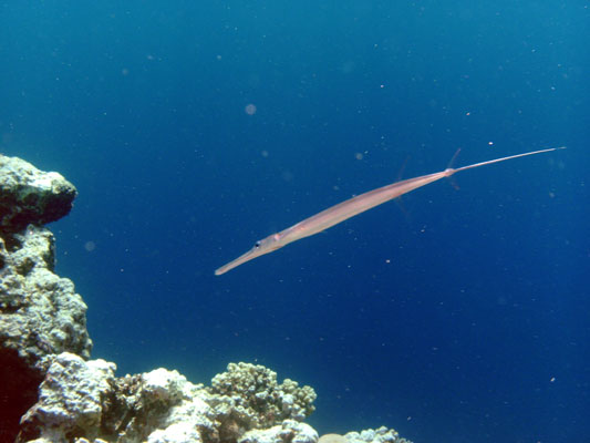 Pipefish