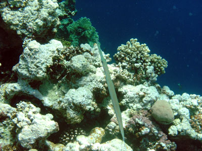Cornetfish