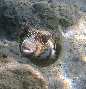 White spotted Pufferfish