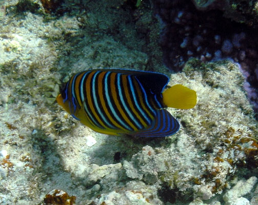Royal Angelfish