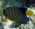 Royal Angelfish