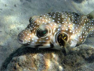 White spotted Pufferfish