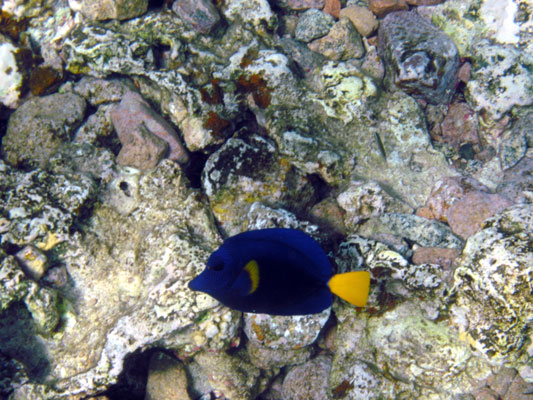 Yellow-fin Tang