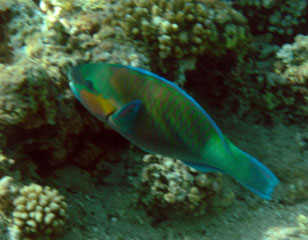 Parrotfish