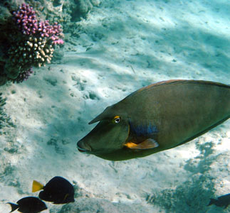 Unicornfish