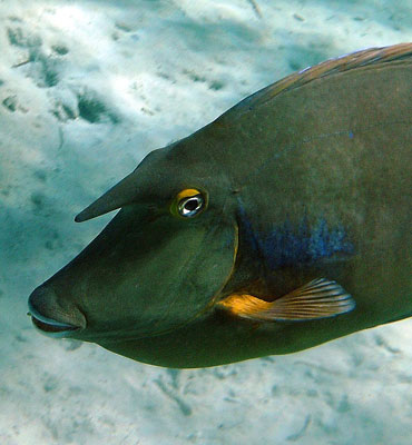 Unicornfish