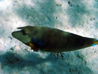 Unicornfish