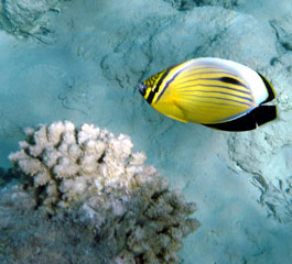 Polyp Butterflyfish