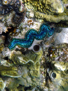 Giant Clam