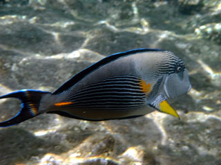 Sohal Surgeonfish