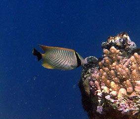 Chevron Butterflyfish