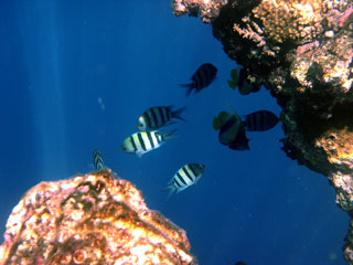 Sergeant Majors