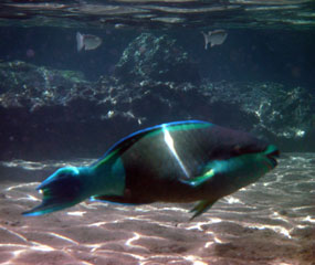 Parrotfish