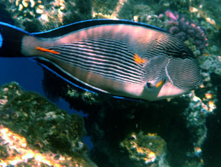 Sohal Surgeonfish