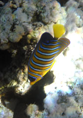 Royal Angelfish