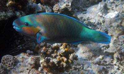 Parrotfish
