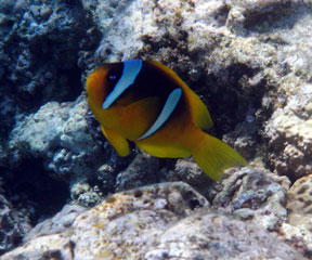 Red Sea Clownfish