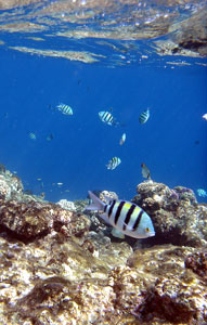 Sergeant Majors