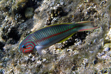 Klunzinger's Wrasse