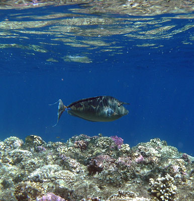 Unicornfish
