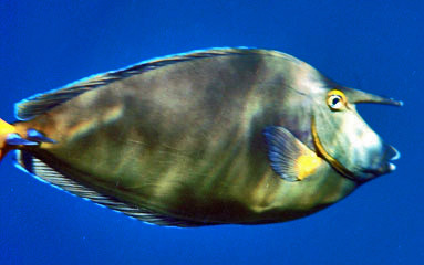 Unicornfish
