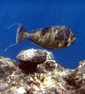 Unicornfish