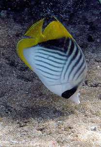 Threadfin Butterflyfish