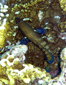 Blue-spotted Grouper