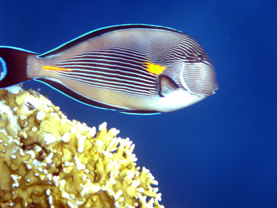Sohal Surgeonfish