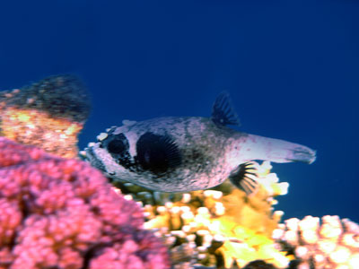 Masked Pufferfish