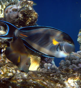 Sohal Surgeonfish