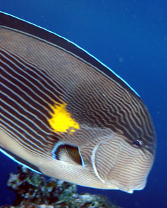 Sohal Surgeonfish