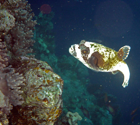 Masked Pufferfish