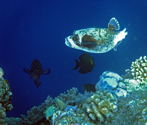 Masked Pufferfish