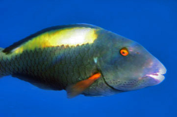 Female Bi-coloured Parrotfish