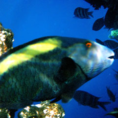 Female Bi-coloured Parrotfish