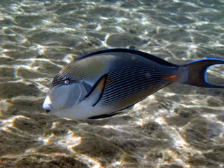 Sohal Surgeonfish
